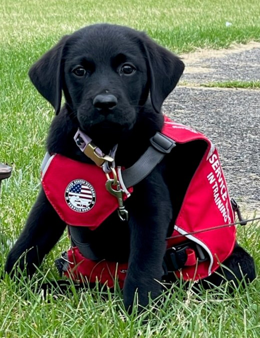 are service dogs allowed in casinos