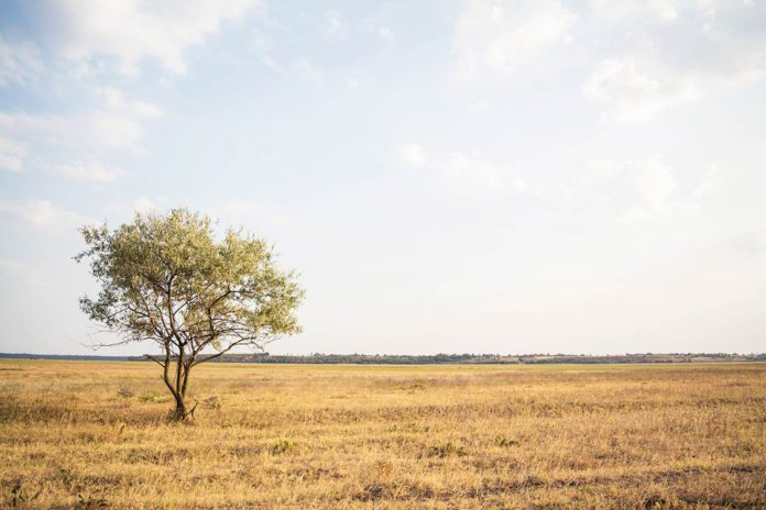 Tree in field