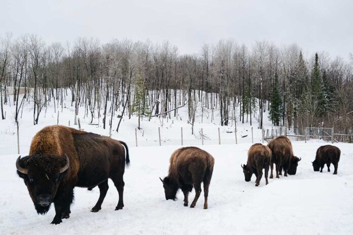 bison herd in Canada